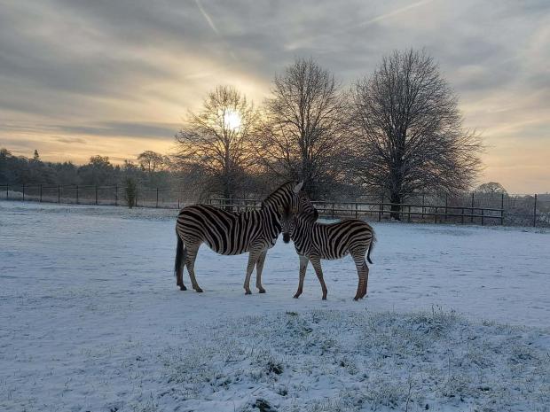 thisisoxfordshire: Zebras